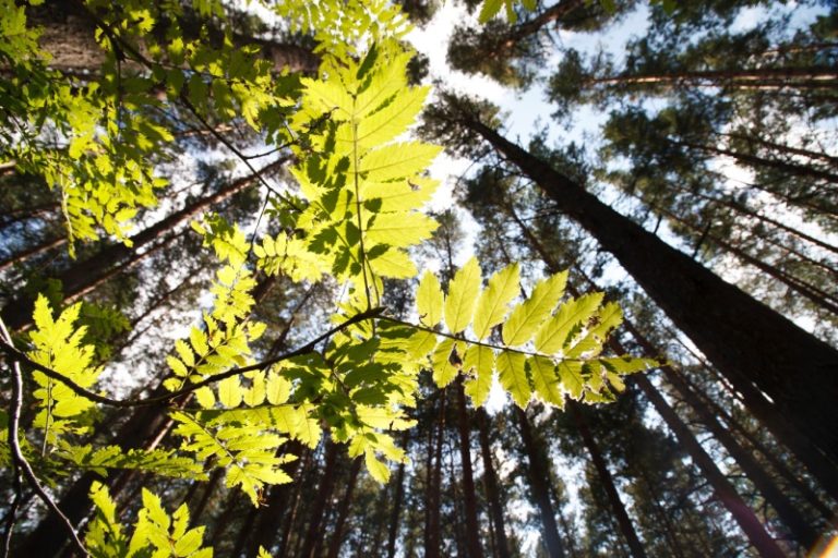Цитати про ліс: красиві вислови та підписи для фотографій