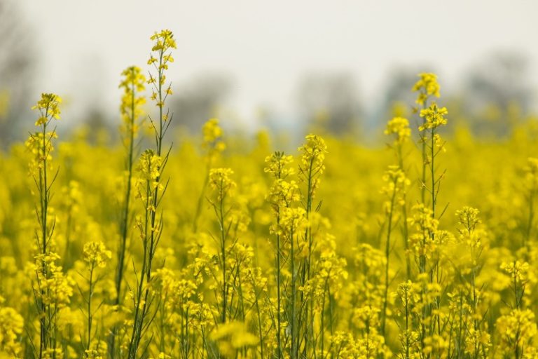 Гірчиця як сидерат: правила посіву та покращення ґрунту